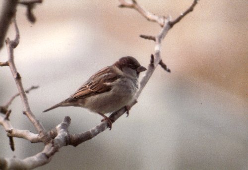 Male house sparrow in winter